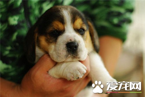 比格犬體型標准 比格犬標准身高30到40厘米