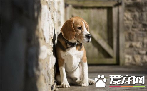 比格犬體味大嗎 體味程度適中定期為狗刷牙