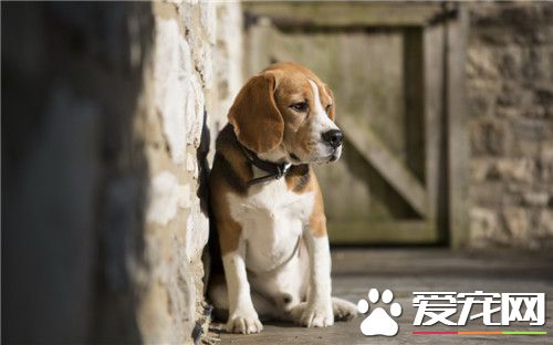 比格犬體味比其它狗狗重嗎 很容易引起惡臭