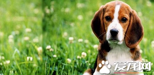 比格犬體味比其它狗狗重嗎 很容易引起惡臭