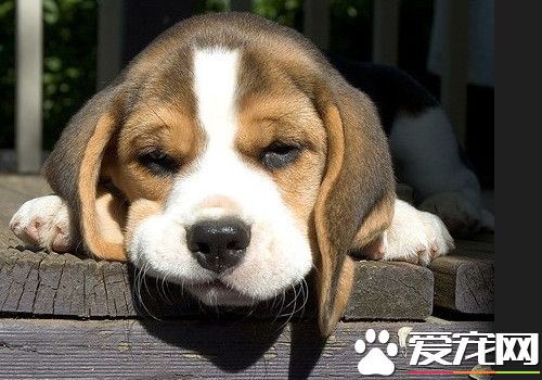 比格犬特征 比格犬天性活潑不怕生喜歡親近人類