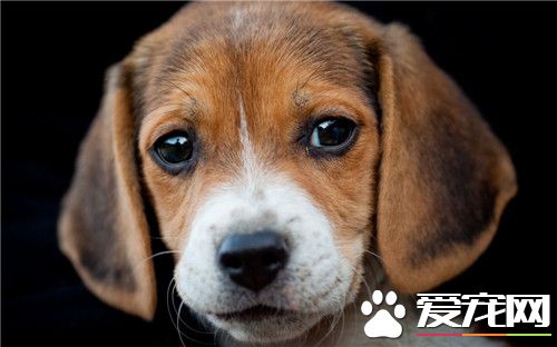 比格犬特征 比格犬天性活潑不怕生喜歡親近人類