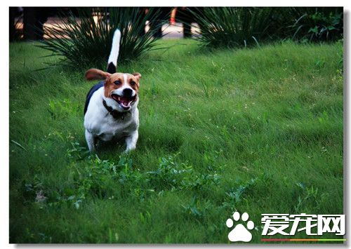 比格犬特征 比格犬天性活潑不怕生喜歡親近人類