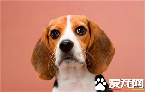 比格犬特性 此犬種為狩獵犬中最小型