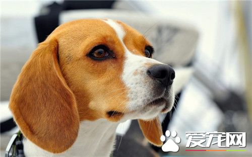 比格犬特性 此犬種為狩獵犬中最小型