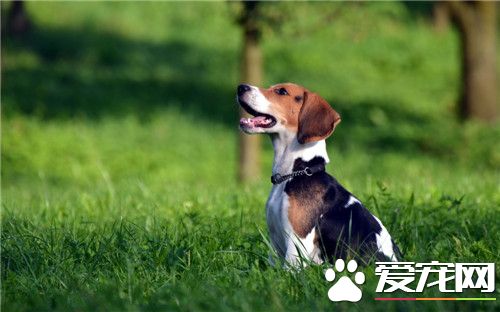 比格犬適合和孩子玩嗎 正好適合有活躍的孩子