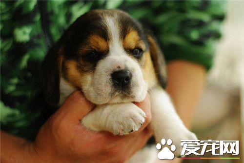 比格犬適合孩子養嗎 比格犬非常適合孩子飼養