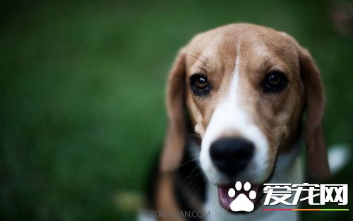 比格犬能打麼 比格不打架生性善良還有點怕事