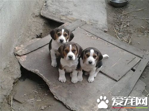 比格犬能打麼 比格不打架生性善良還有點怕事