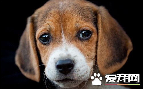 比格犬能打麼 比格不打架生性善良還有點怕事
