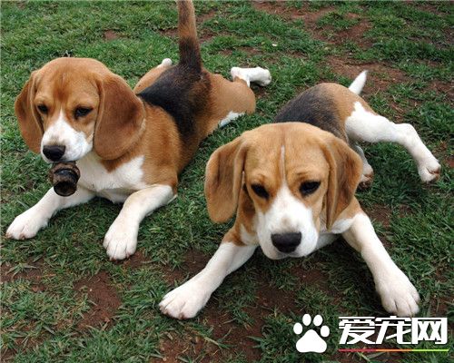 比格犬哪個國家 在古希臘時代是獵兔犬的後裔