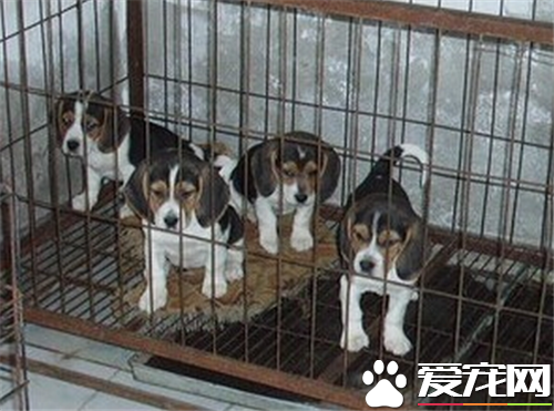 比格犬哪個國家 在古希臘時代是獵兔犬的後裔