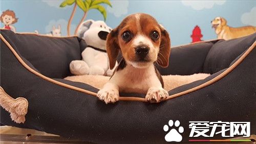 比格犬獵兔如何 兔子經常是獵捕的重要對象