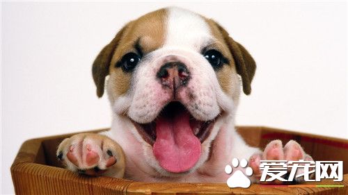 比格犬獵兔如何 兔子經常是獵捕的重要對象