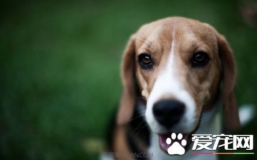 比格犬獵兔如何 兔子經常是獵捕的重要對象