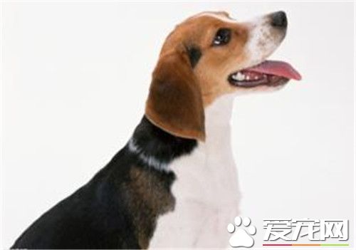 比格犬可以吃雞蛋 狗狗是可以吃雞蛋的