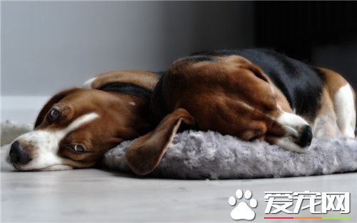 比格犬可以吃雞蛋 狗狗是可以吃雞蛋的