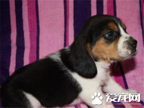 比格犬可以吃雞蛋 狗狗是可以吃雞蛋的