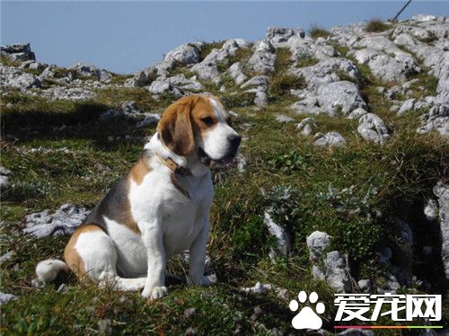 比格犬看家嗎 看家能力較弱對陌生人很友善