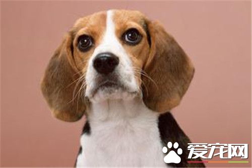 比格犬看家嗎 看家能力較弱對陌生人很友善