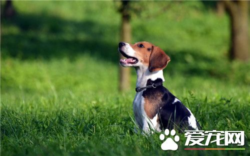 比格犬和哈利犬區別 哈利犬眼睛黑色不凸出