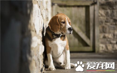 比格犬和哈利犬區別 哈利犬眼睛黑色不凸出