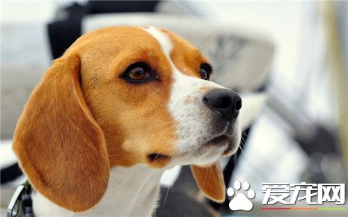 比格犬和那些狗長得像 阿圖瓦犬跟比格犬像