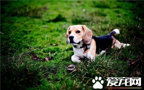 比格犬和哈利犬區別 哈利犬眼睛黑色不凸出