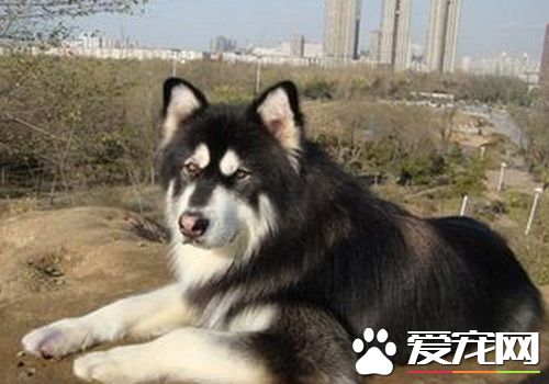 阿拉斯加雪橇犬如何養 選擇適口性好的飼料
