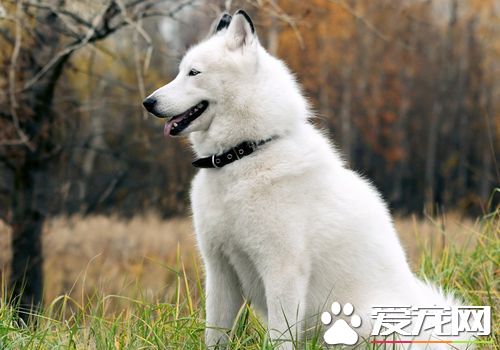 阿拉斯加雪橇犬認主嗎 對主人絕對的忠誠