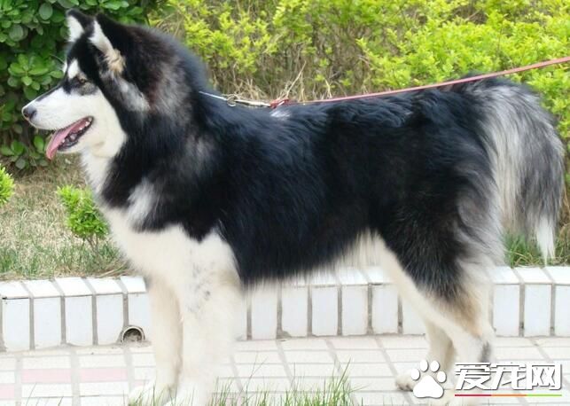 阿拉斯加雪橇犬認主嗎 對主人絕對的忠誠
