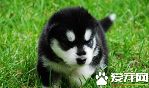 阿拉斯加雪橇犬認主嗎 對主人絕對的忠誠