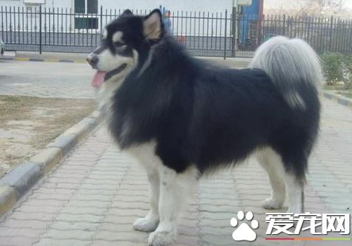 阿拉斯加雪橇犬壽命 一般壽命最高可達20年