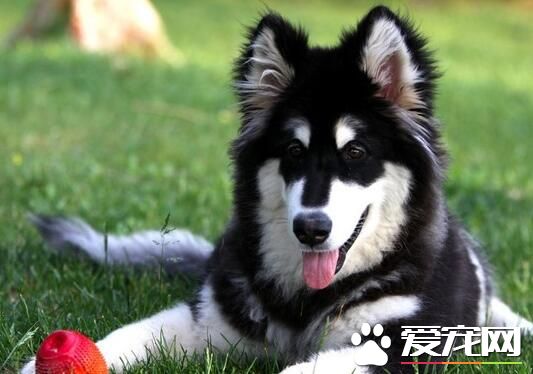 阿拉斯加雪橇犬如何養 選擇適口性好的飼料