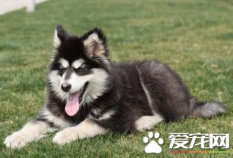 阿拉斯加雪橇犬壽命 一般壽命最高可達20年
