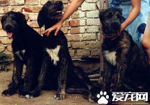 愛爾蘭獵狼犬肩高 雄性身高75到90厘米