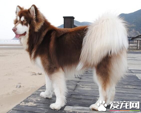 阿拉斯加雪橇犬壽命 一般壽命最高可達20年
