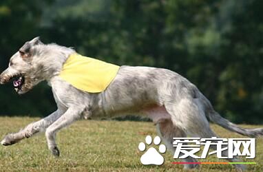 愛爾蘭獵狼犬肩高 雄性身高75到90厘米