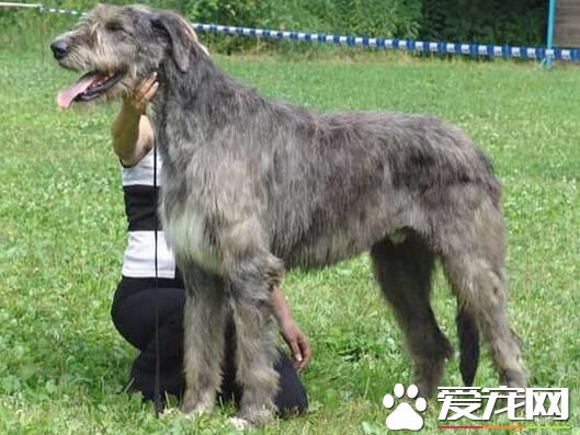 愛爾蘭獵狼犬厲害嗎 愛爾蘭獵狼犬個性特點