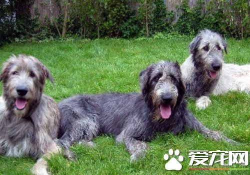 愛爾蘭獵狼犬厲害嗎 愛爾蘭獵狼犬個性特點