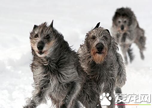 愛爾蘭獵狼犬厲害嗎 愛爾蘭獵狼犬個性特點