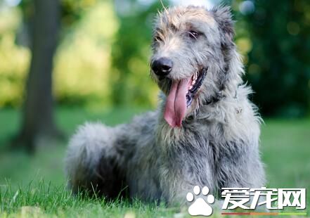 愛爾蘭獵狼犬能打獵嗎 能夠捕獵中大型獵物