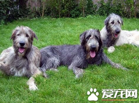 愛爾蘭獵狼犬特征 愛爾蘭獵狼犬是真正的巨犬