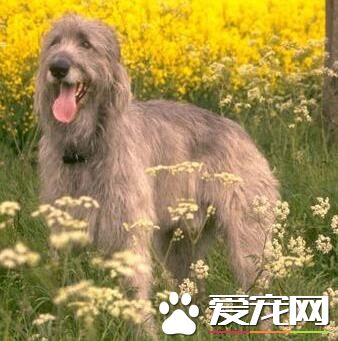 愛爾蘭獵狼犬能打獵嗎 能夠捕獵中大型獵物