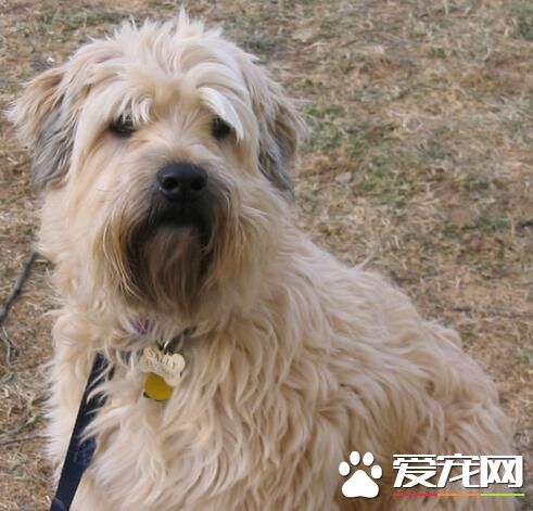 愛爾蘭獵狼犬特征 愛爾蘭獵狼犬是真正的巨犬