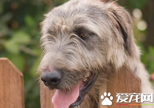 愛爾蘭獵狼犬喜歡人嗎 是個非常合格的伴侶犬