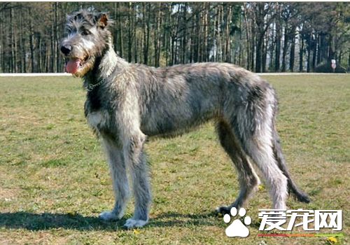 愛爾蘭獵狼犬凶猛嗎 有一定的攻擊性
