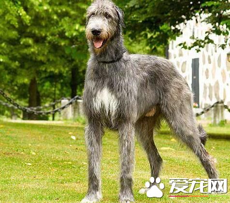 愛爾蘭獵狼犬喜歡人嗎 是個非常合格的伴侶犬