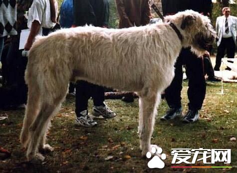 愛爾蘭獵狼犬凶猛嗎 有一定的攻擊性