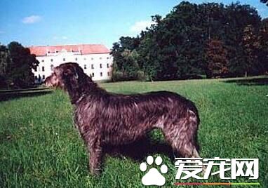 愛爾蘭獵狼犬凶猛嗎 有一定的攻擊性